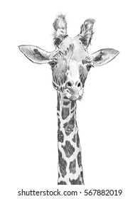 Sketch Pencil Giraffe Drawing - Giraffe Ii By Bymichaelx On Deviantart ...