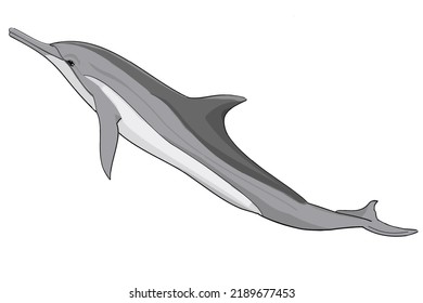 long snouted spinner dolphin