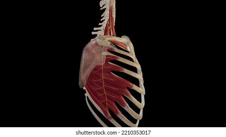 Long Thoracic Nerve Course.3d Rendering