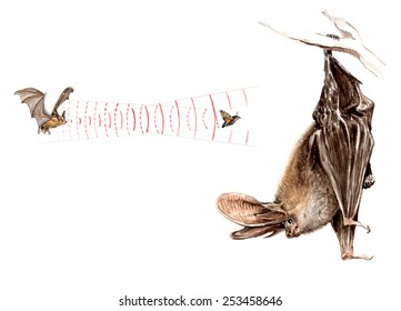 Long-eared Bat Or Common Long-eared Bat (Plecotus Auritus) And Scheme Echolocation