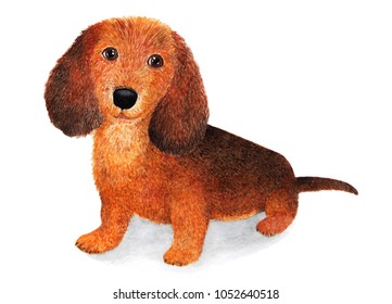 Long  haired dachshund