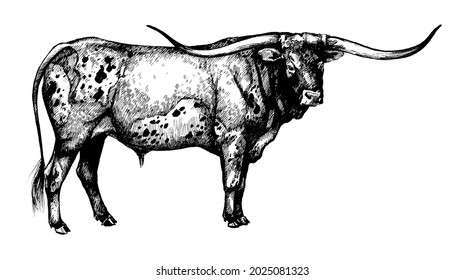 longhorn cow bull graphic illustration