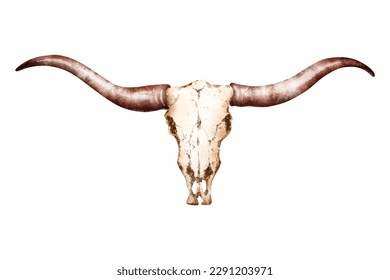 Longhorn scull hand drawn
image digital watercolor style 
on white background