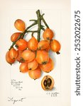 Loquats (Eriobotrya Japonica) (1908) by Amanda Almira Newton. Orange color fruit illustration. Vintage fruit art drawing illustration, old painting art print of fruit food. Drawing art on white paper.