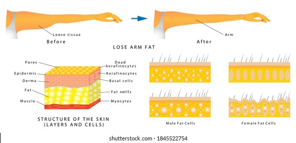 277 Body fat distribution Images, Stock Photos & Vectors | Shutterstock