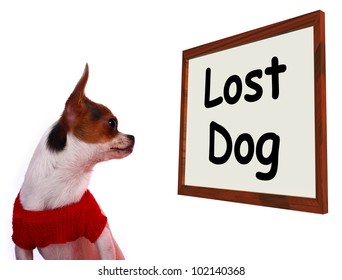 Lost Dog Sign Shows Missing Or Runaway Puppy