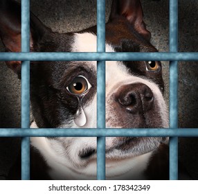 Lost Pet Animal Cruelty And Neglect Concept With A Sad Crying Dog In A Dog Pound Prison Cage Looking At The Viewer With A Tear Of Despair As A Concept For Humane Treatment Of Living Things.