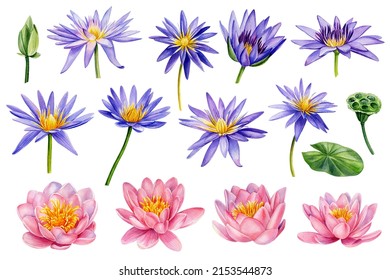 Lotus flower  Pink   violet flowers  Hand drawn watercolor floral set