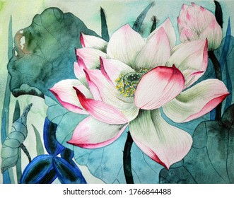 Lotus flower and seed pod. Watercolor illustration on white background