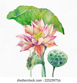 Lotus flower and seed pod. Watercolor illustration on white background.