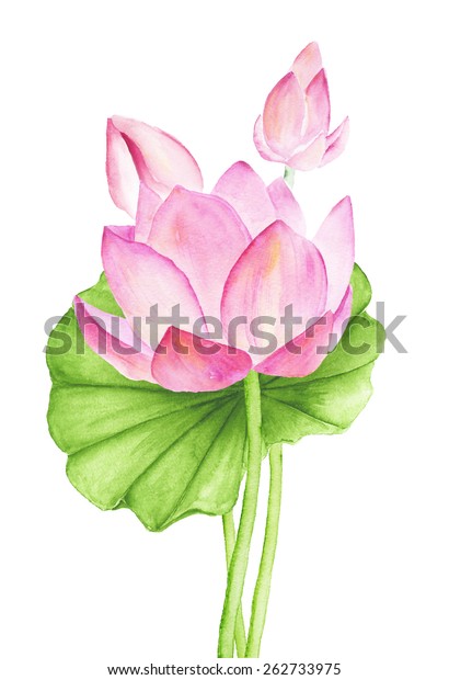 Lotus Flower Watercolor Drawing のイラスト素材