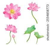 Lotus flowers and pink buds in floral set. Watercolor illustration. Wide green leaves of Indian lotus. Water lily, sacred lotus and green stems isolated on white background. For postcards, spa themes