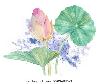 Lotus flowers,leaves,seeds. Hand drawn watercolor illustration of pink water lily,green leaves and seeds.Botanical drawing.Set with lotuses for design - Powered by Shutterstock