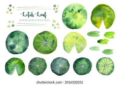 Lotus leaf and duckweed watercolor collection. 