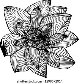 Vector Black White Lotus Flower Drawn: vector de stock (libre de