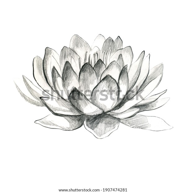 Lotus. Pencil lotus flower, water lily. Pencil\
drawing of a water lily\
flower.