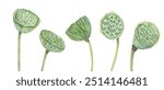 Lotus seed head with bending stems. . Water Lily pods clipart. Tropical aquatic plants. Dried oriental exotic flower. Sacred Lotus. Watercolor botanical illustration. For food decor, ayurveda product