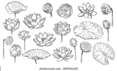 Lotus. Sketch Floral Composition Lotus Flowers And Leaves, Magic Flower Life Symbol, Black Outline Botanical Plant Hand Drawn  Set. Beautiful Blossom, Bud With Petals And Leaves