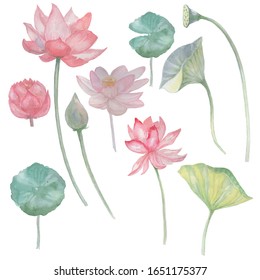 lotus water lily watercolor set print textile paper background hand  drawn sketch nature flower flowers
 bud leaves natural spa exotic oriental summer spring delicate flora flowering plants separately 
