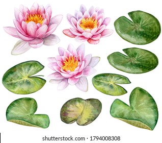 Lotuses, pink water lilies with green leaves isolated on white background. Templates. Illustration hand drawn floral elements isolated on white background. Template. Realistic botanical art.