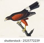 Louisiana Hawk from Birds of America (1827) by John James Audubon (1785 - 1851), etched by Robert Havell (1793 - 1878). Original from third party source. Digitally enhanced by rawpixel.