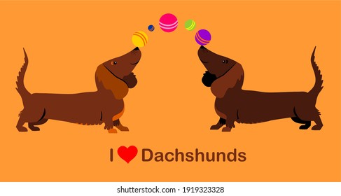 I love Dachshund 