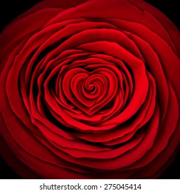 Love Rose Concept As A Red Flower Design Element Shaped As A Circle With A Heart Shape Inside As A Symbol And Icon For Valentines Desire Or Mothers Day Expression Of Affection Or Wedding Passion.