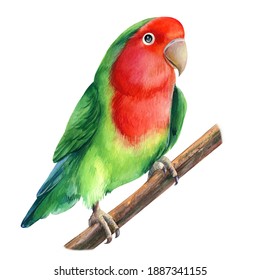 Lovebirds Drawing Hd Stock Images Shutterstock Feel free to explore, study and enjoy paintings with paintingvalley.com. https www shutterstock com image illustration lovebirds isolated on white background cute 1887341155