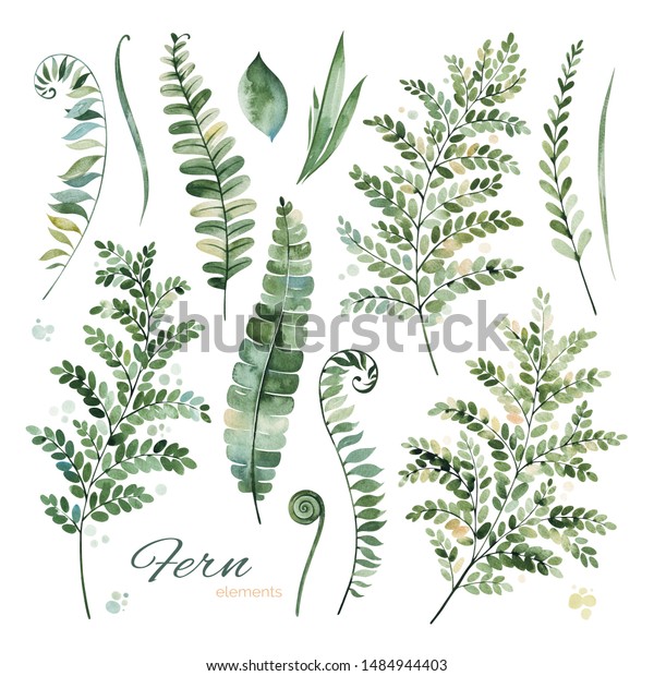 Lovely Floral Collection Different Fern Leavesgreenbranchesfern Images, Photos, Reviews