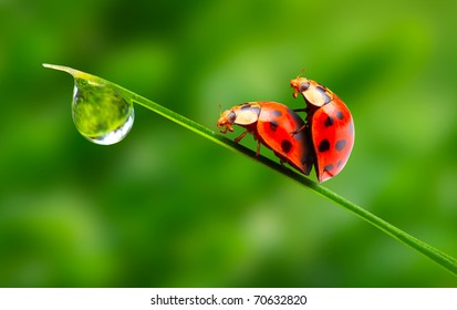 Love-making ladybugs couple on a dewy grass. Love metaphor.