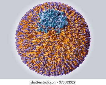 Low Density Lipoprotein (LDL)
Color Code: Protein ApoB 100 (blue), Phospholipids (orange With A Blue Cap), Cholesterol (orange With A Violet Cap)