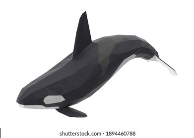 Low Poly Orca Whale 3D illustration on white background