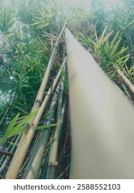 A low-angle shot capturing tall bamboo stalks reaching upward, showcasing their impressive height and natural green-yellow coloring. The image is taken from ground level, creating a dramatic perspecti