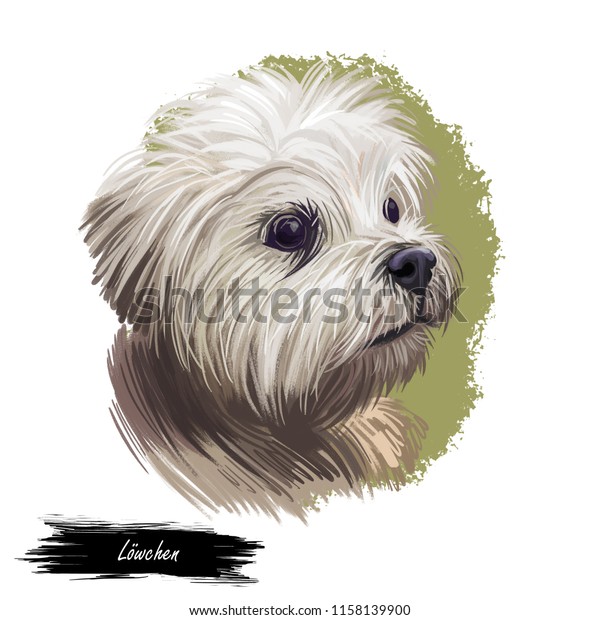Lowchen Little Lion Dog Petit Chien Stock Illustration