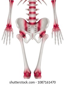 Lower half length Human Skeleton anterior view red highlights on arthritis joint pain area- 3D Medical illustration- Human Anatomy and Medical Concept-Isolated on white background.