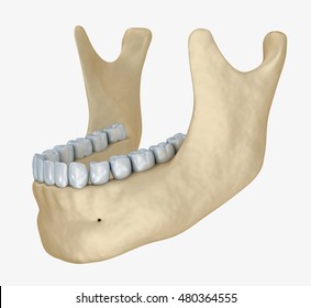 Lower Jaw Skeleton And Teeth Anatomy.  Medical Accurate 3D Illustration