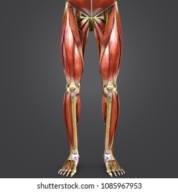 Lower limbs muscle anatomy with skeleton and nerves anterior view 3d illustration