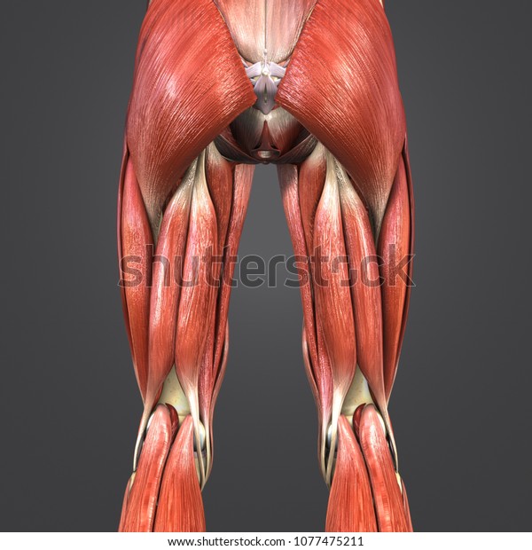 Lower Limbs Muscle Anatomy Skeleton Lymph Stock Illustration 1077475211