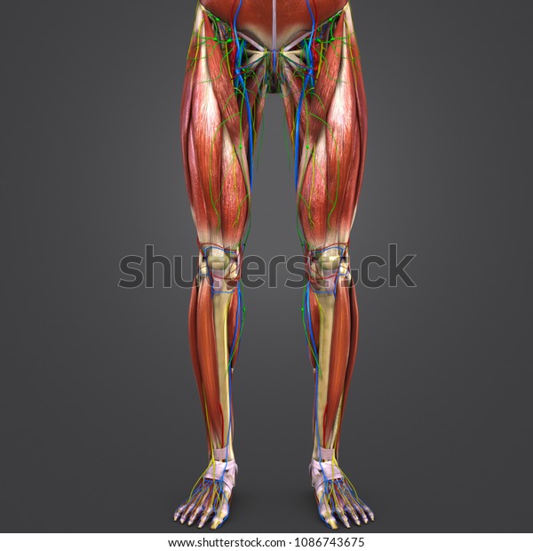 Lower Limbs Muscle Anatomy Skeleton Arteriesveins Stock Illustration ...