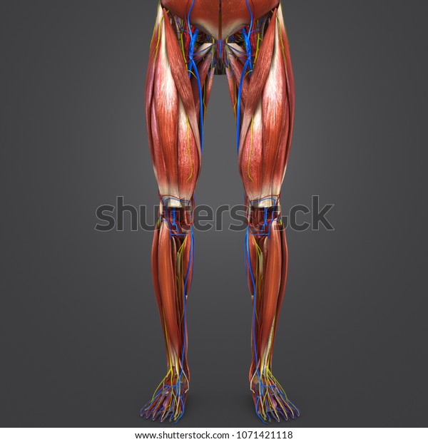 Lower Limbs Muscles Anatomy Arteries Veins Stock Illustration Sexiz Pix