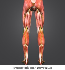 Lower limbs muscles anatomy with nerves posterior view 3d illustration
