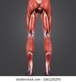 Calves Female Anatomy Muscles Stock Illustration 197488238