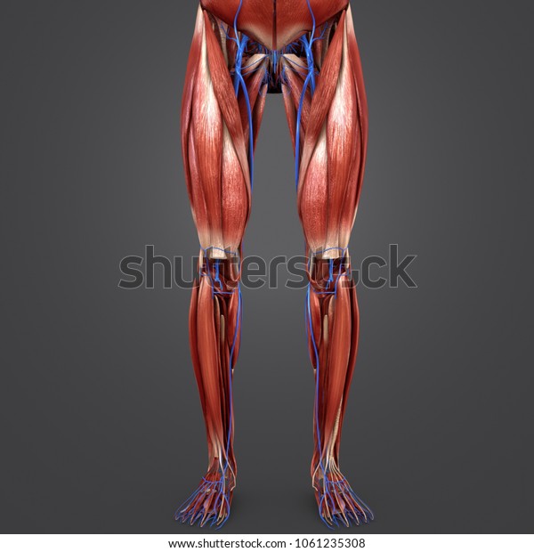 Lower Limbs Muscles Anatomy Veins Anterior Stock Illustration ...