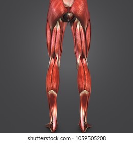 Lower Limbs Muscles Arteries Posterior View Stock Illustration ...