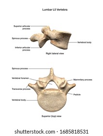 Lumbar L5 Vertebra Top And Side Views, Labeled 3D Rendering