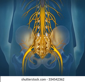 Lumbar Nerve Branch