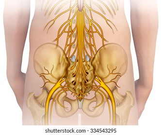 Lumbar Nerve Branch