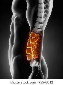 Lumbar Spine Anatomy Lateral View