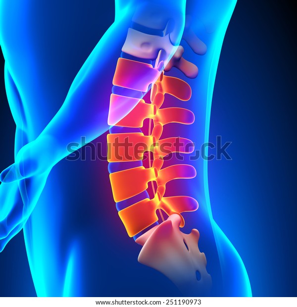 lumbar spine anatomy