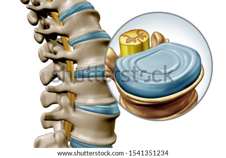 Lumbar spine disk anatomy segment medical concept as a close up of the human back skeleton as a vertebral magnification with a spinal cord and disk as a 3D illustration isolated on white. Stockfoto © 